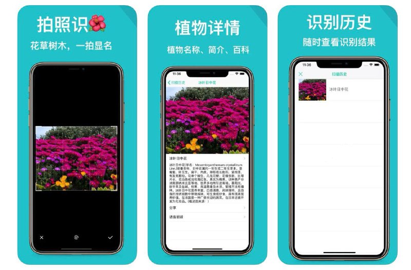 🧭 #应用限免 📂 软件名称：植物识别-拍照识花草树木 🍏 支持平台：#iOS 9.0+ 📊 软件价格：内购限免 🪟 软件简介：一款强大的植物识别应用，支持包括花朵、树木等多种植物识别