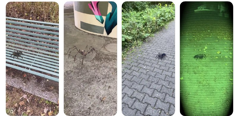 🧭 #应用限免 📂 软件名称：AR Spiders 🍏 支持平台：#iOS 13.0+ 📊 软件价格：¥15.00 -> ¥0.00 🪟 软件简介：一款增强现实应用，让您可以在现实环境中与各种虚拟蜘蛛互动